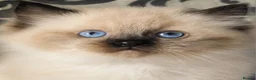 Ragdoll cats for sale: Two seal boys - Advert 15