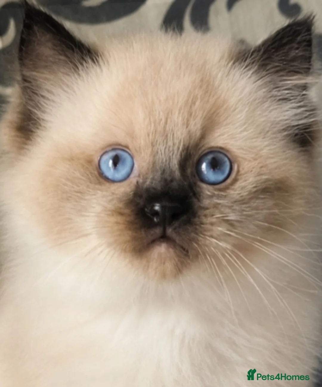 Ragdoll cats for sale: Two seal boys - Advert 15