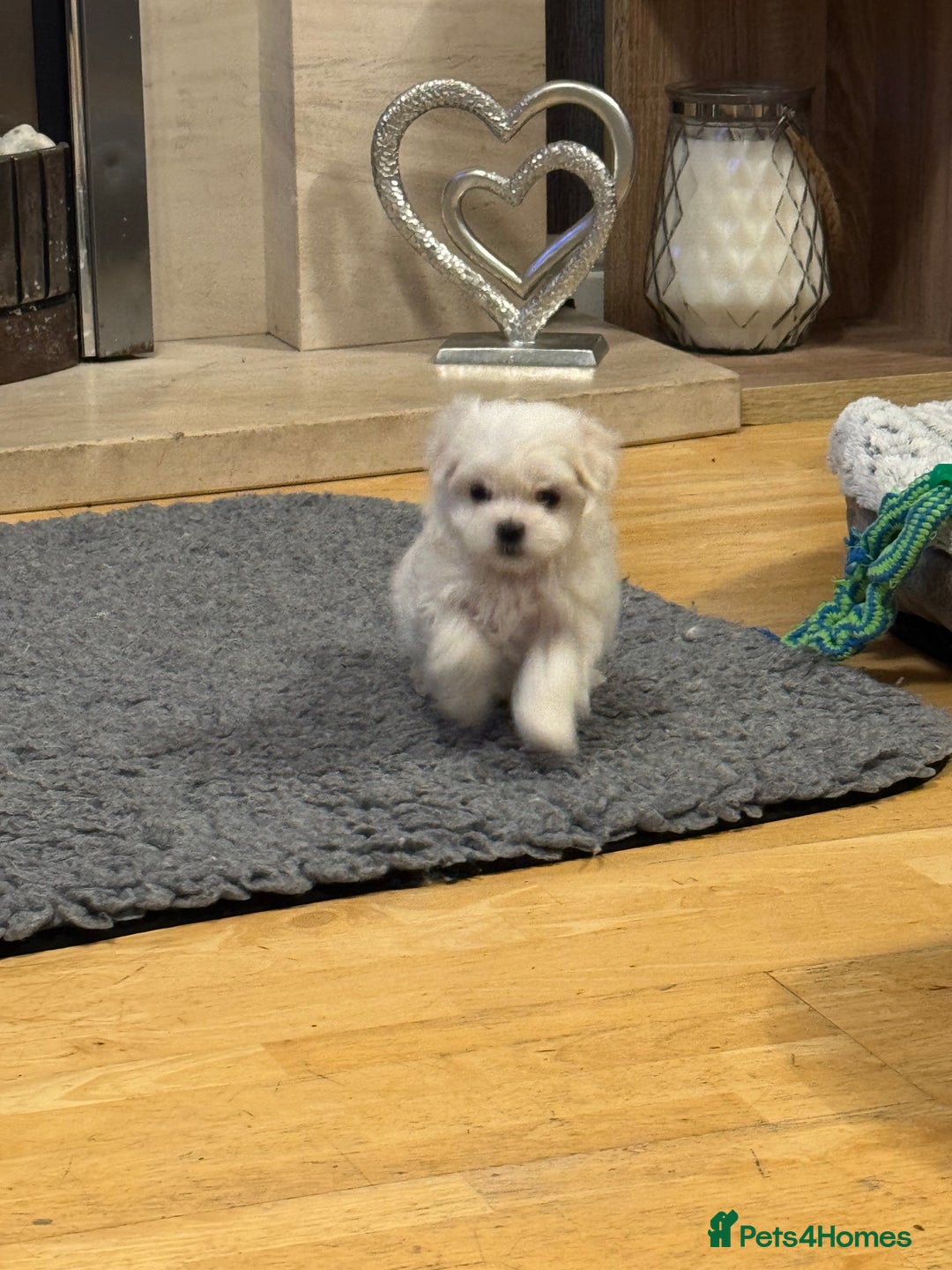 Maltese dogs for sale: **READY NOW** Full Maltese Boy Puppy’s  - Image 9