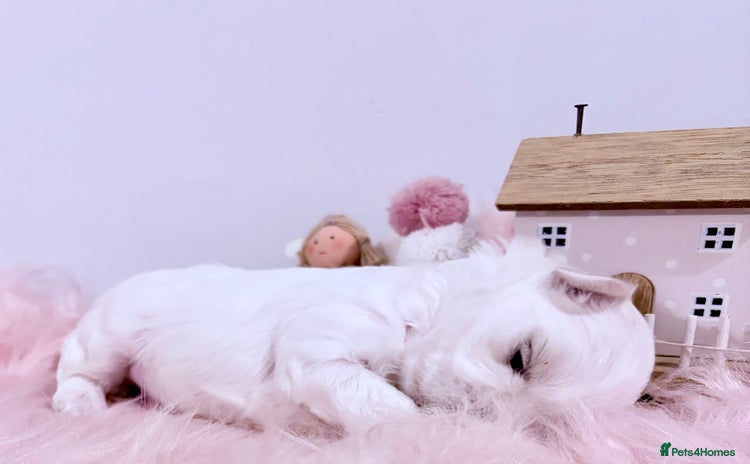 Maltese dogs - Advert 5