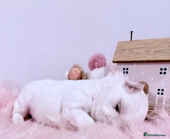 Maltese dogs - Advert 16