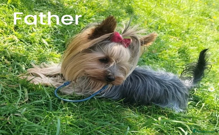 Yorkshire Terrier dogs - Advert 1