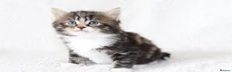 Mixed Breed cats for sale: Beautiful Tabby Kittens in Telford - Advert 14
