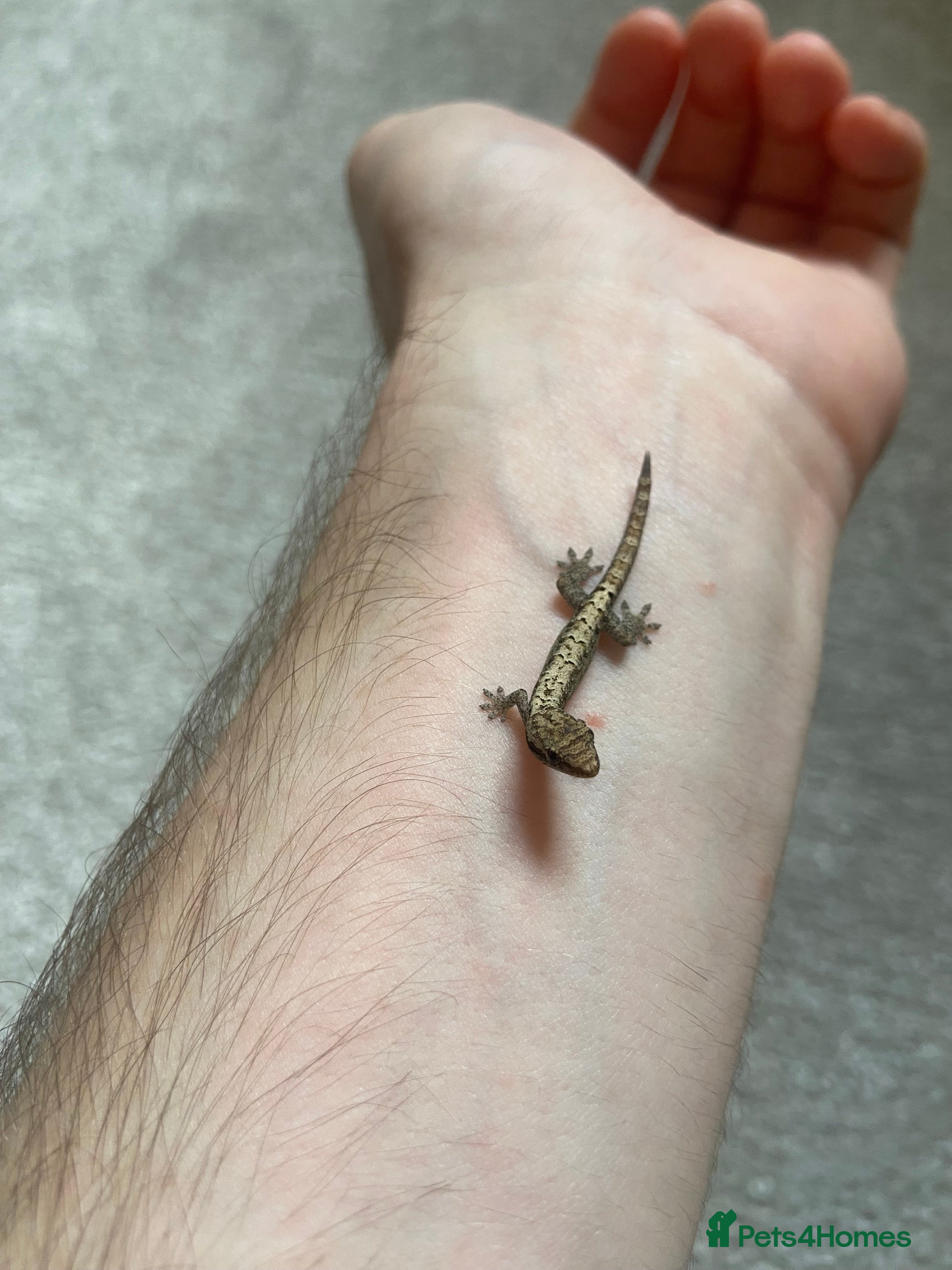 Gecko reptiles Mourning Gecko Juveniles [+ FREE PLANT CUTTING) - Advert 3