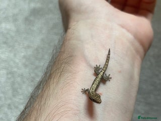 Gecko reptiles Mourning Gecko Juveniles [+ FREE PLANT CUTTING) - Advert 8