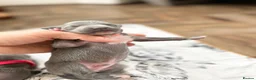 Italian Greyhound dogs for sale: Outstanding KC reg Italian greyhound puppies  - Advert 17