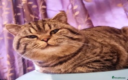 British Shorthair cats for stud: Chocolate carrier proven british shorthair stud - Image 2