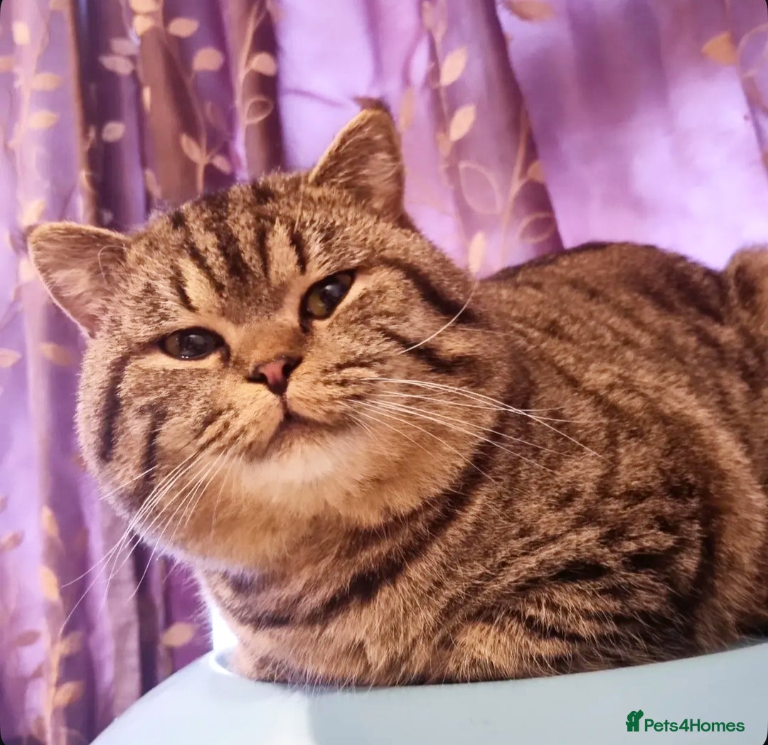 British Shorthair cats for stud: Chocolate carrier proven british shorthair stud - Image 2