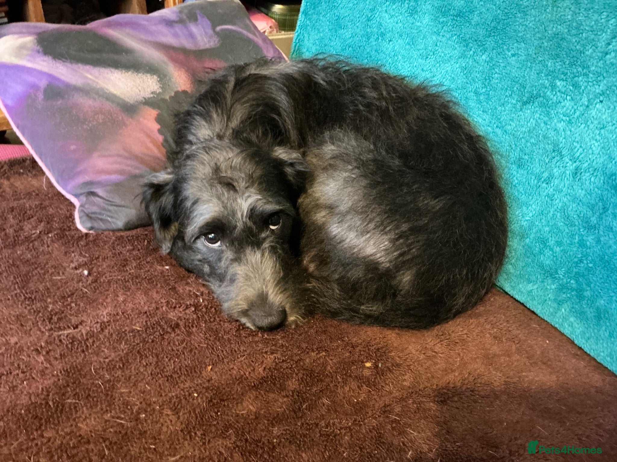 Mixed Breed dogs Puppies for sale  - Advert 1