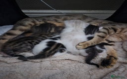 Bengal cats for sale: Male bengal cross kittens - Image 11