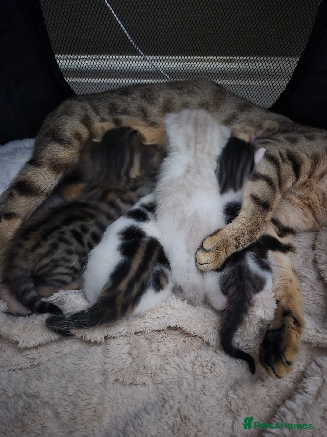 Bengal cats for sale: Male bengal cross kittens - Image 11