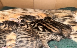 Bengal cats for sale: Bengals cross - Image 21