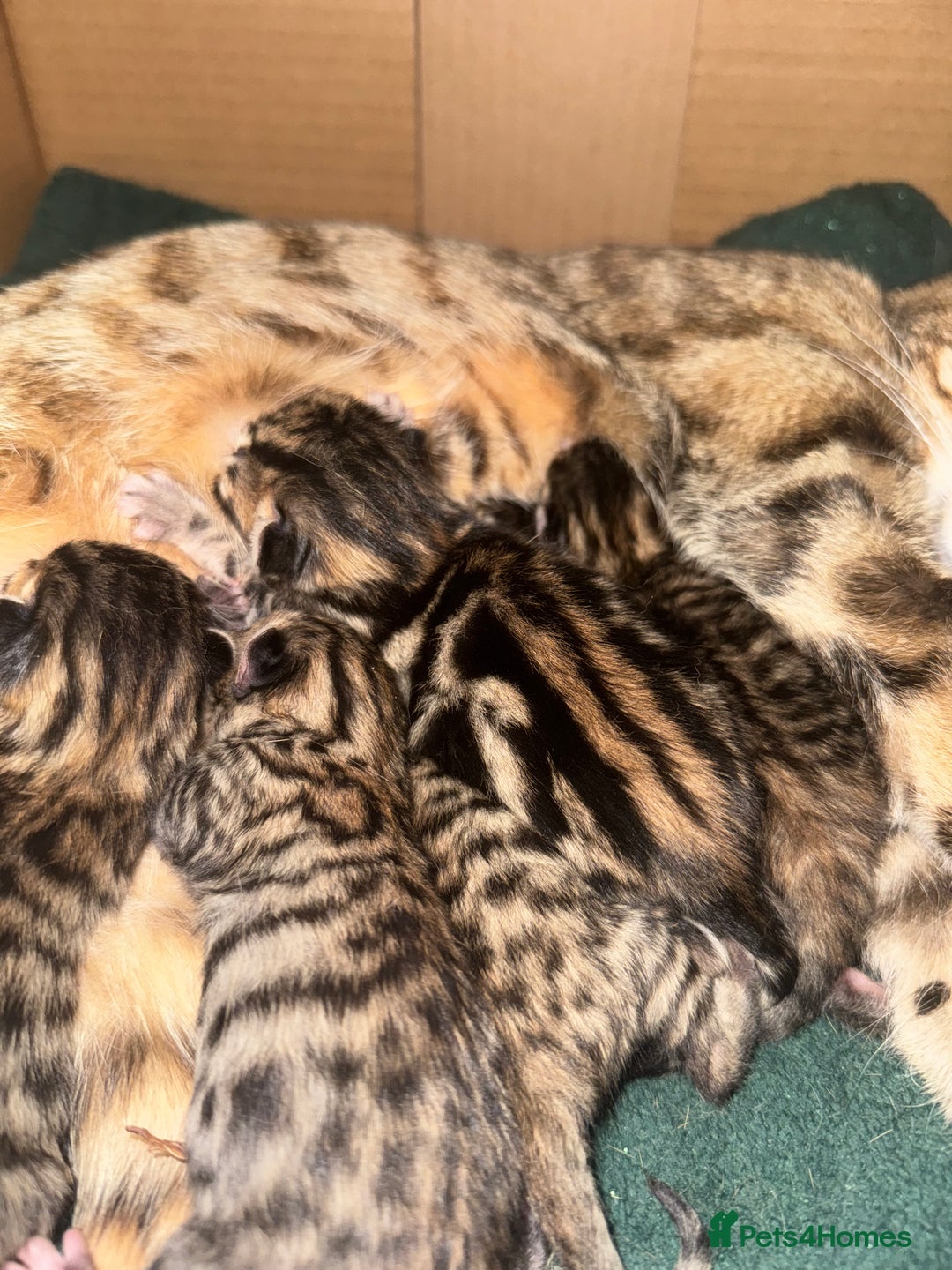 Bengal cats for sale: Bengals cross - Image 21