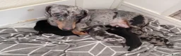 Dachshund dogs for sale: Minature sausage dogs x 2 males  - Advert 10