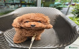 Toy Poodle dogs for sale: Toy Poodle Puppy For Rehome - Image 3