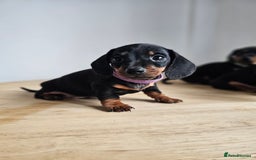 Miniature Dachshund dogs for sale: PRA CLEAR GORGEOUS MIN DACHSHUNDS  - Image 11