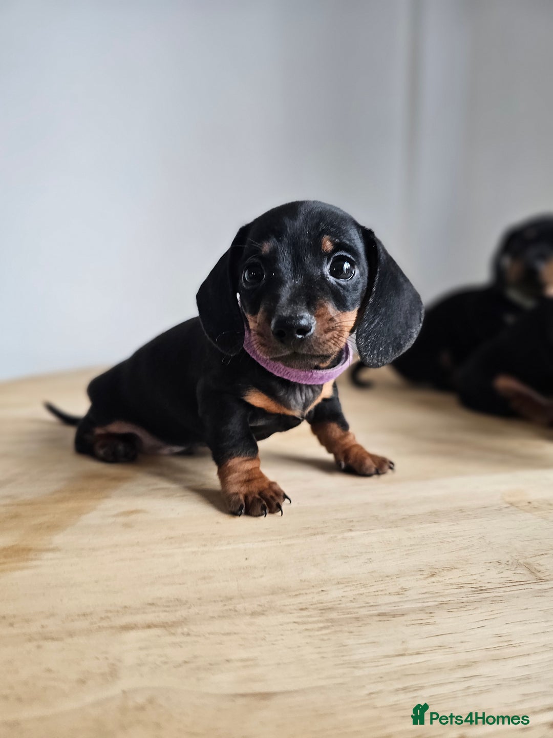 Miniature Dachshund dogs for sale: PRA CLEAR GORGEOUS MIN DACHSHUNDS  - Image 11