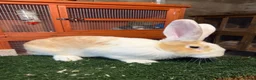 Continental Giant rabbits for sale: Pure breed continental giants female  - Advert 5