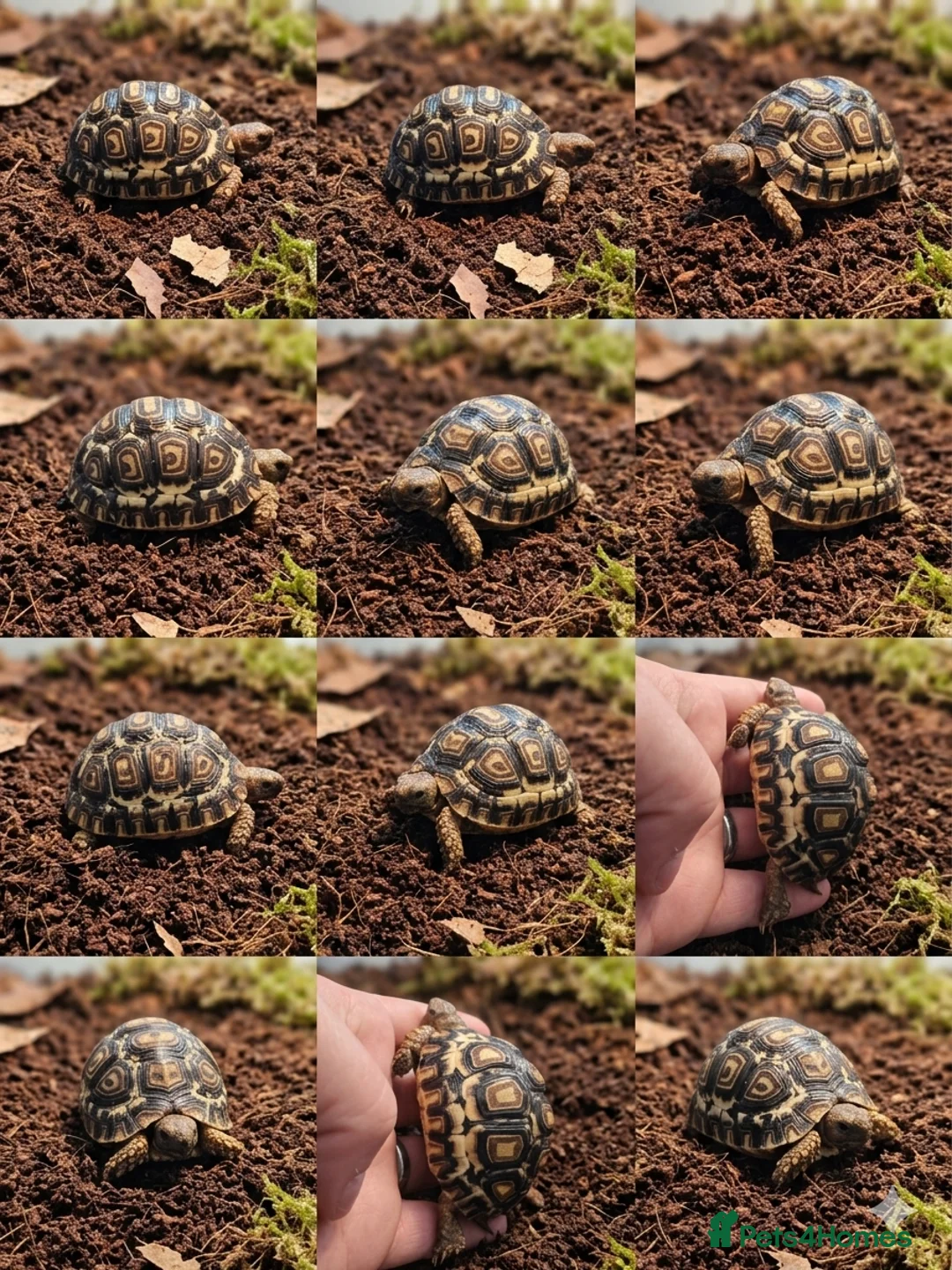 Tortoise reptiles for sale: Leopard tortoises  in Truro - Advert 3