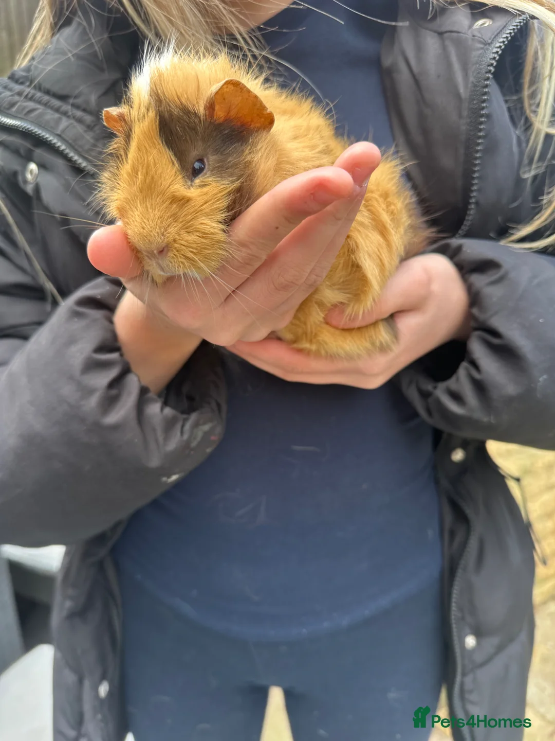 Guinea Pig rodents for sale: URGENT!!! Needs rehoming immediately.  in Erith - Advert 3