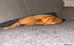 Labrador Retriever dogs for sale: Labrador Retriever Pups - Image 30