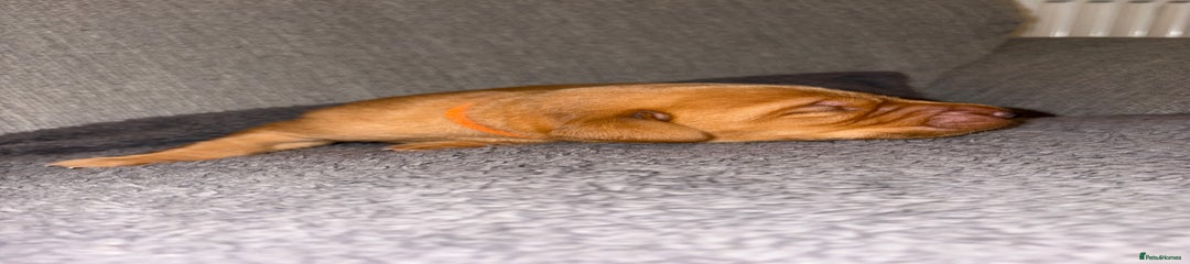 Labrador Retriever - Orange