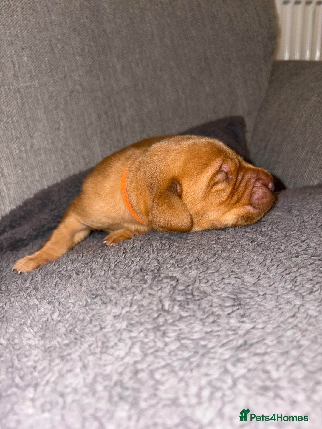 Labrador Retriever dogs for sale: Labrador Retriever Pups - Image 30