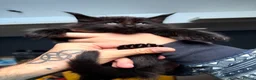 Maine Coon cats for sale: Gorgeous Maine Coon Kittens - Advert 15