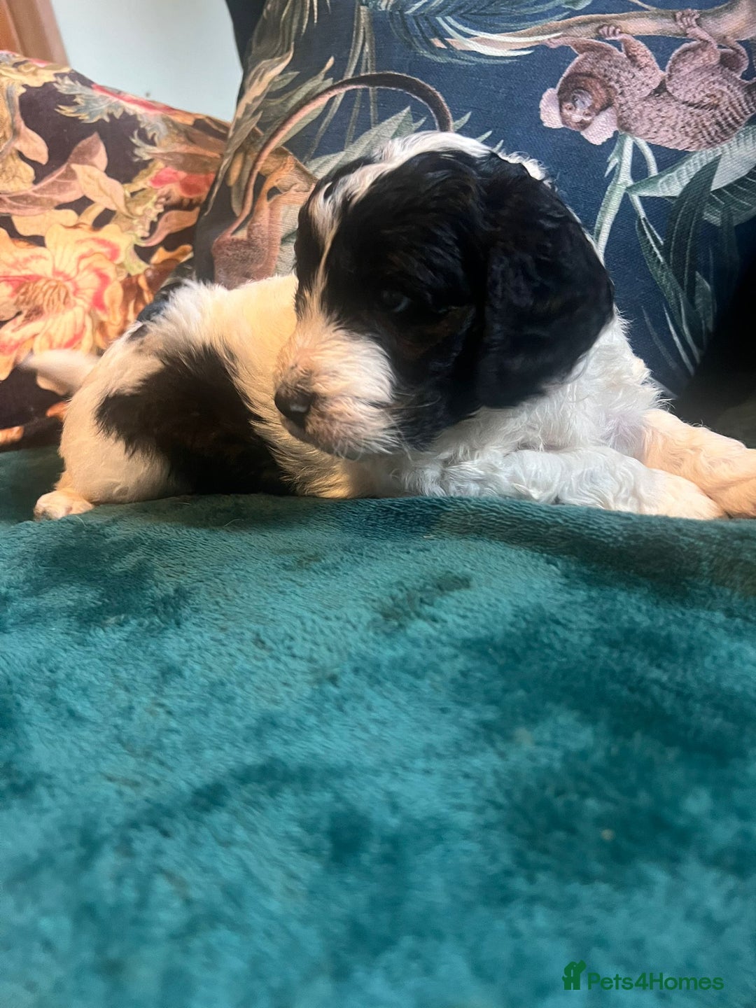 Clumber Spaniel dogs for sale: Clumber x puppies ready to leave 23/12/25 - Advert 7