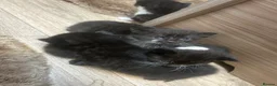 Mixed Breed cats for sale: 🥹🐈Mixed litter kittens looking for forever home - Advert 2