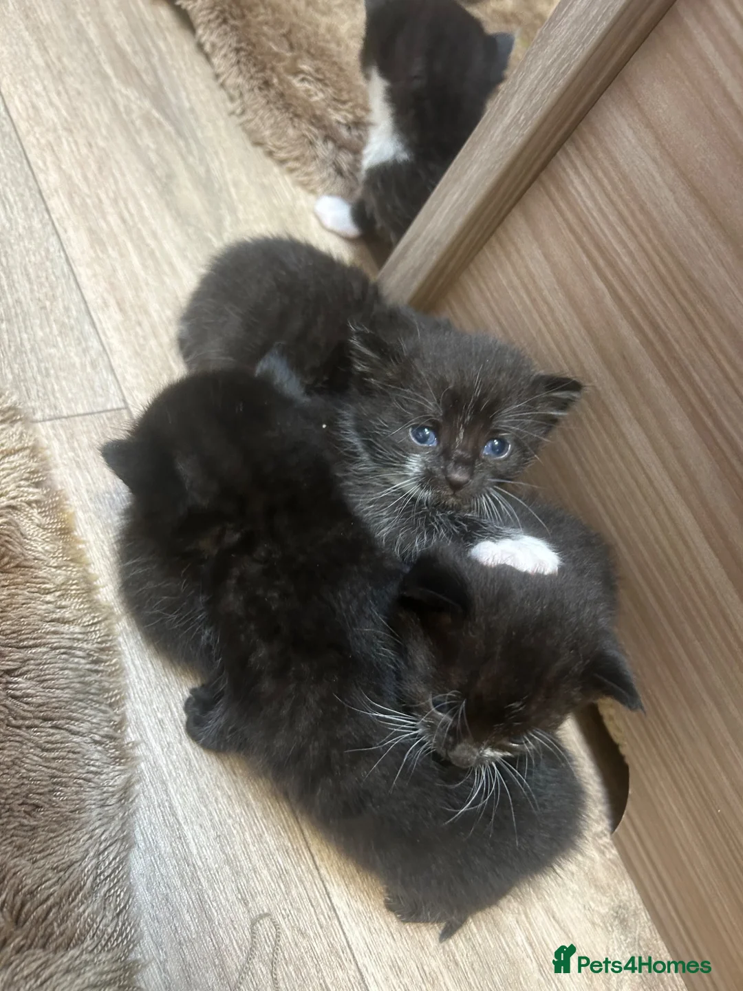 Mixed Breed cats for sale: 🥹🐈Mixed litter kittens looking for forever home - Advert 2