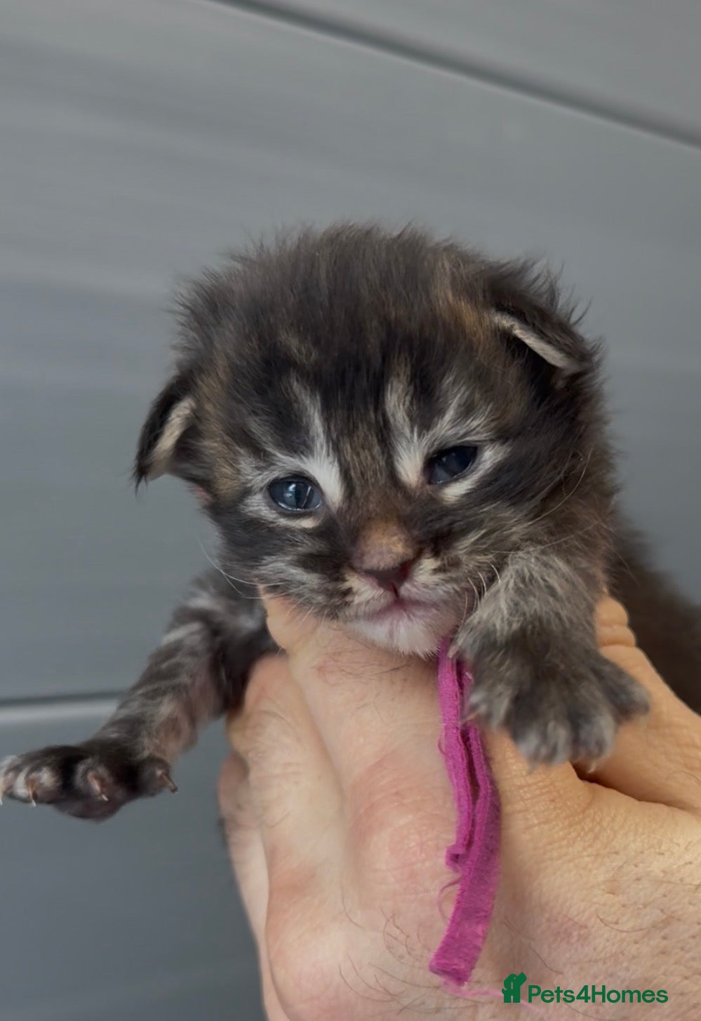 Maine Coon cats XL beautiful maine coon kittens  - Advert 7