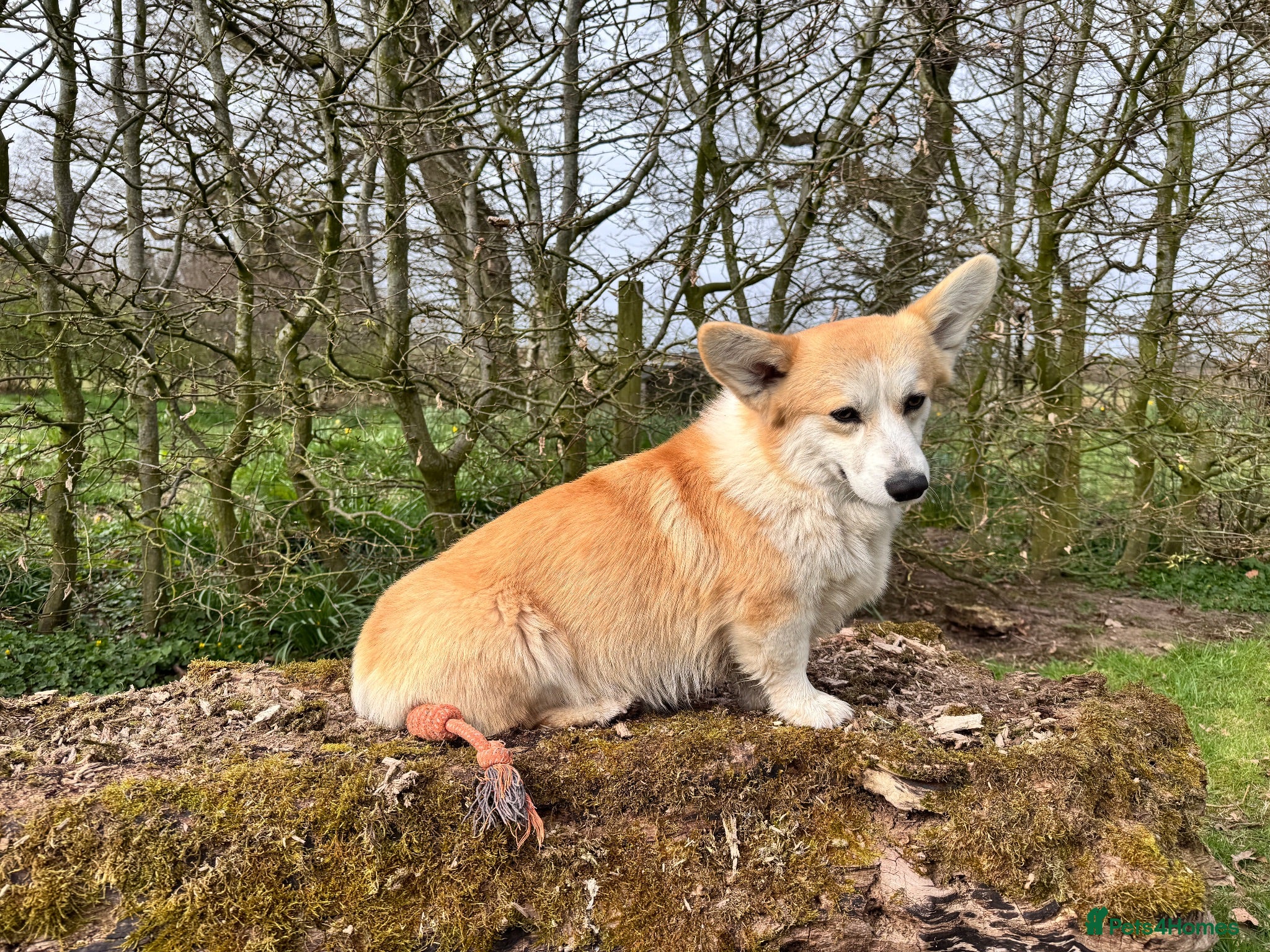 Welsh Corgi Pembroke dogs Rehoming my stud dog - Advert 11