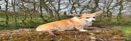 Welsh Corgi Pembroke dogs for sale: Rehoming my stud dog - Advert 1