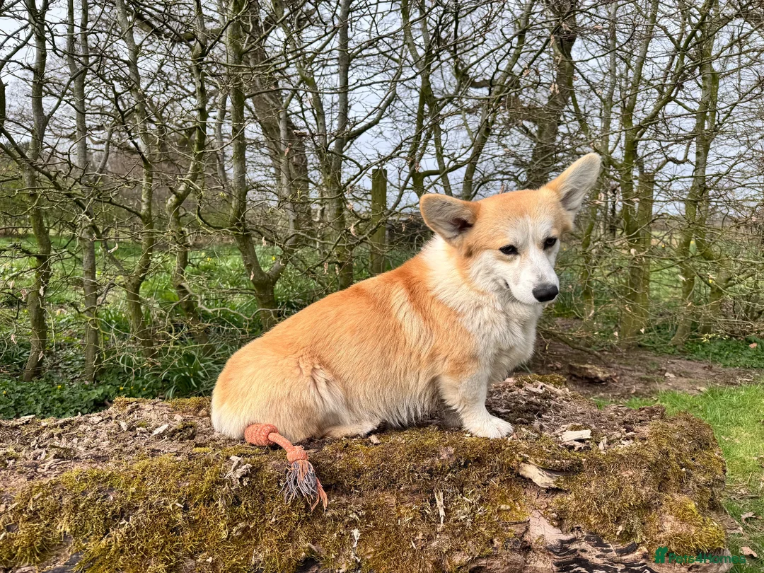Welsh Corgi Pembroke dogs for sale: Rehoming my stud dog - Advert 1