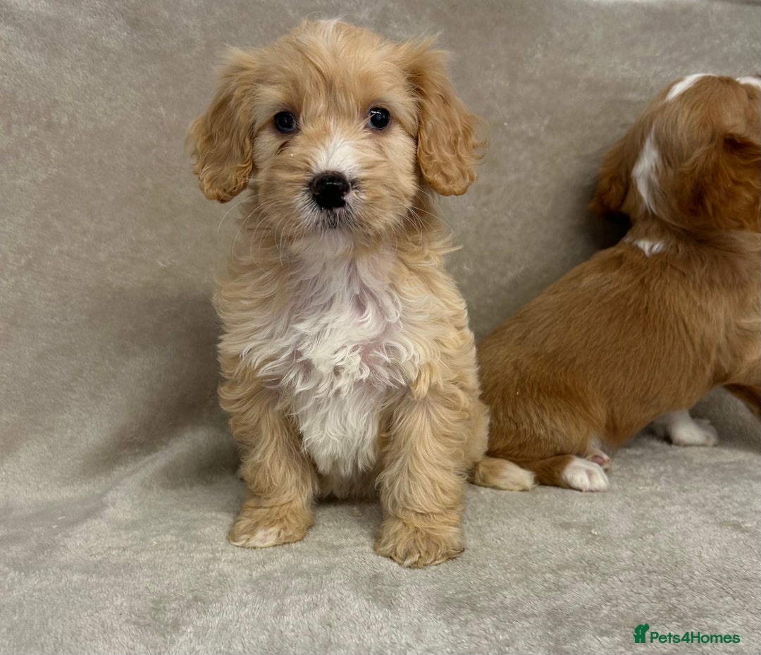 Cockapoo dogs for sale: Stunning cockapoo puppies  - Advert 22
