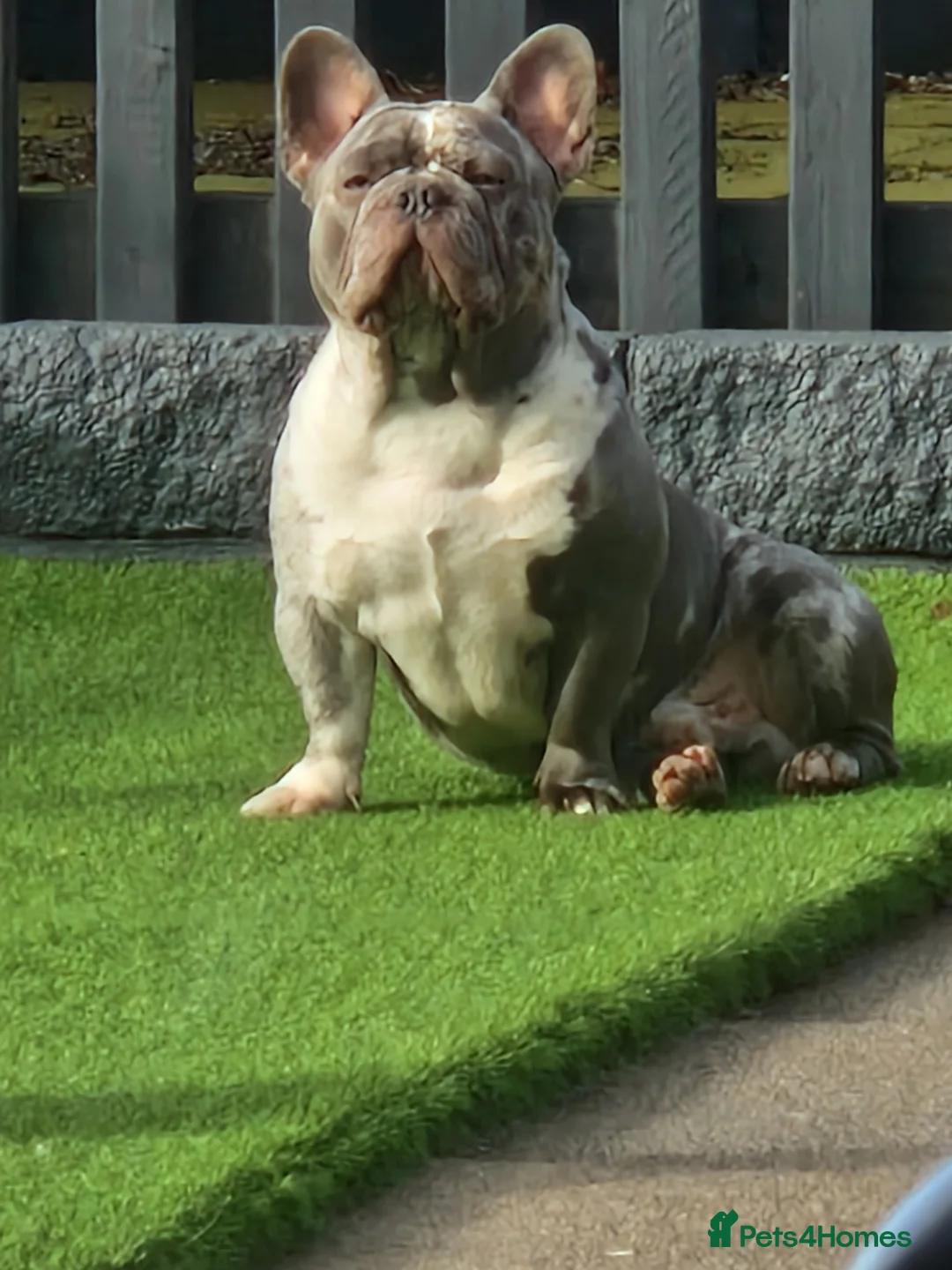 French Bulldog dogs for stud: LILAC MERLE STUD in Wednesbury - Advert 6