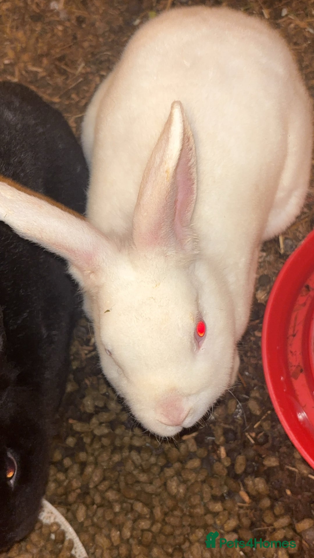 New Zealand rabbits for sale: Female white rabbit male black rabbit  - Advert 2