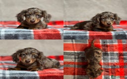 Miniature Dachshund dogs for sale: STUNNING CHOCOLATE LONG HAIRED BOYS - Image 16