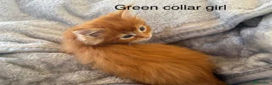 Maine Coon Kitten 4