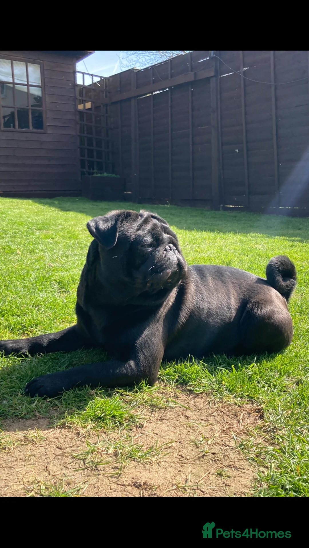 Pug dogs for stud: Health tested black pug stud  in Stevenage - Advert 21