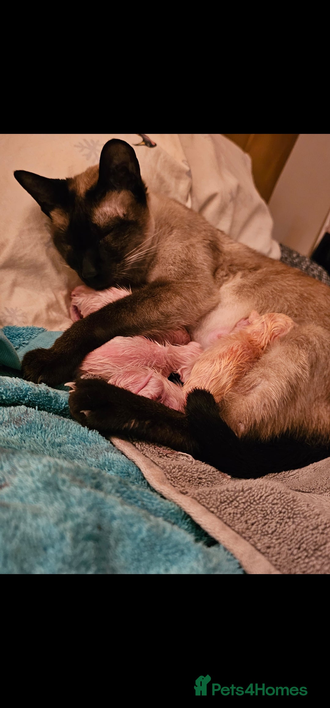 Siamese cats for sale: Beautiful Siamese Kittens - Image 4