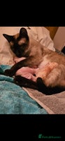 Siamese cats - Advert 1