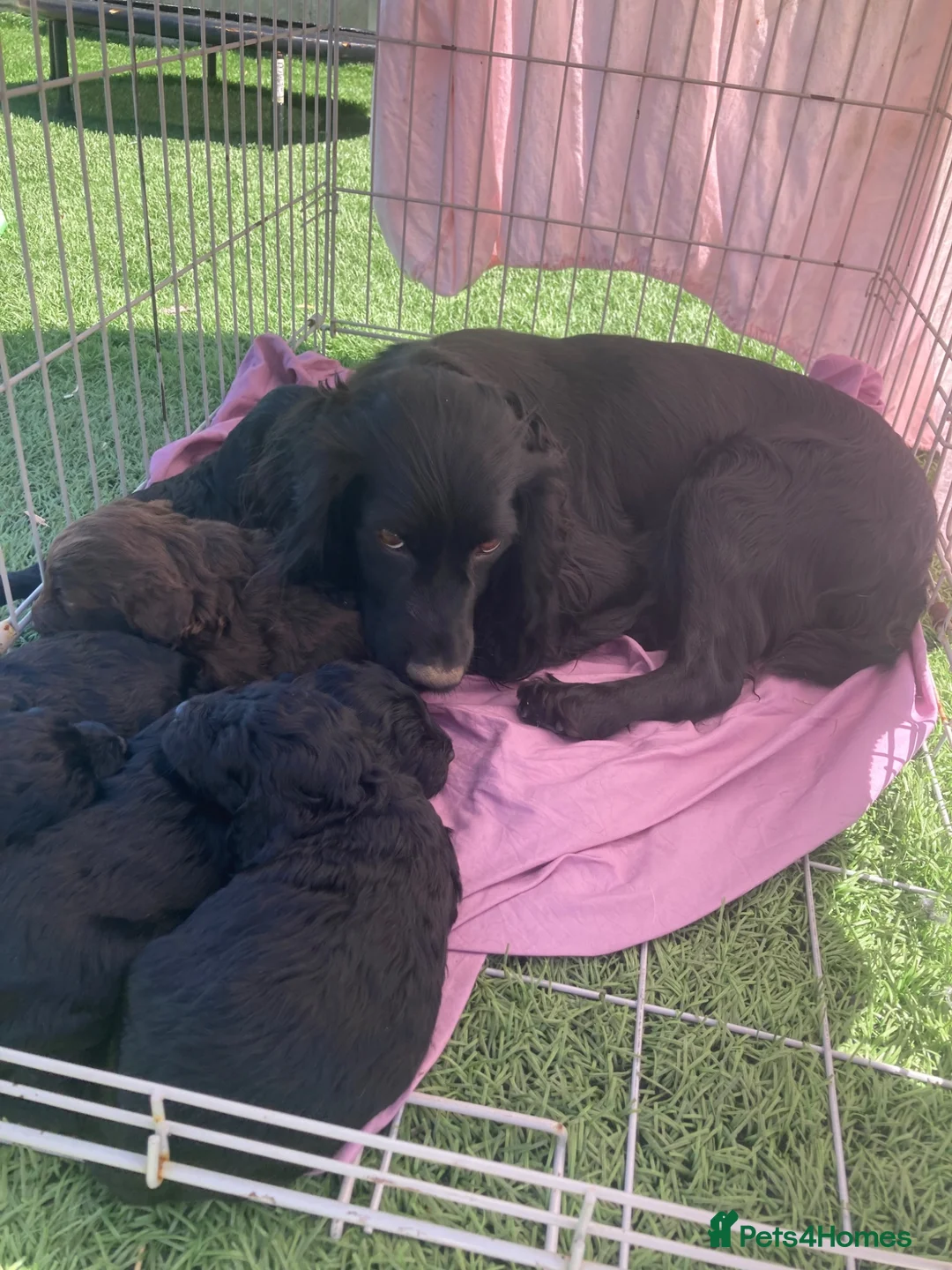 Cockapoo dogs for sale: F1 Cockapoos in Caerphilly - Advert 1