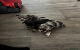Chihuahua dogs for sale: 3 beautiful chihuahuas  - Image 5