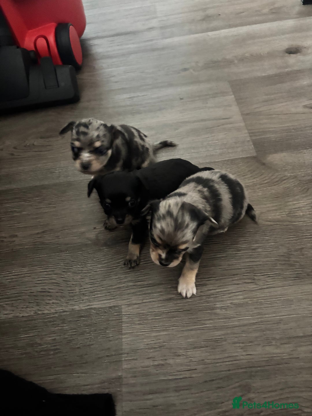Chihuahua dogs for sale: 3 beautiful chihuahuas  - Image 5