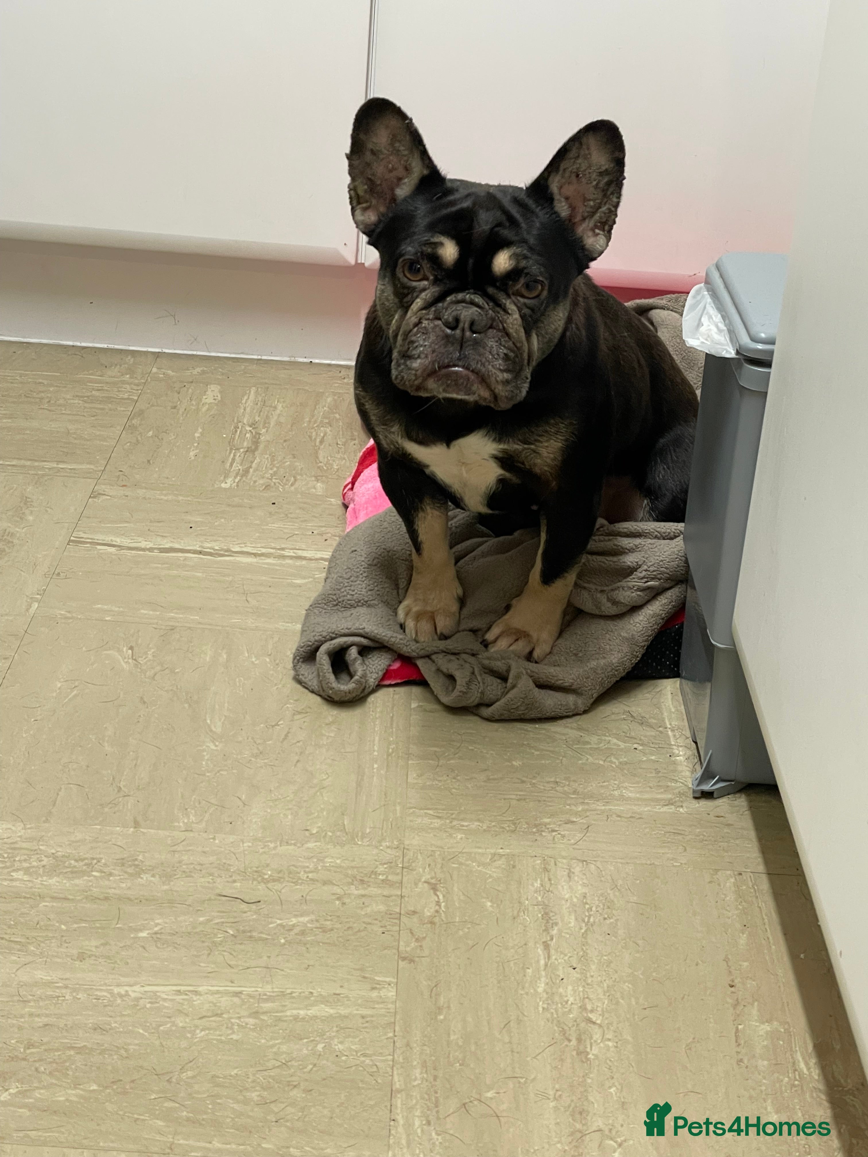 French Bulldog dogs Female French bulldog 4 years old  - Advert 6