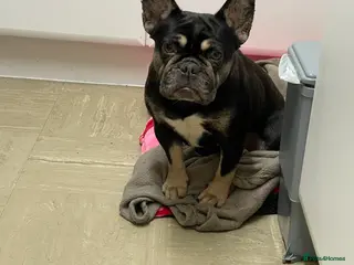 French Bulldog dogs Female French bulldog 4 years old - Advert 6