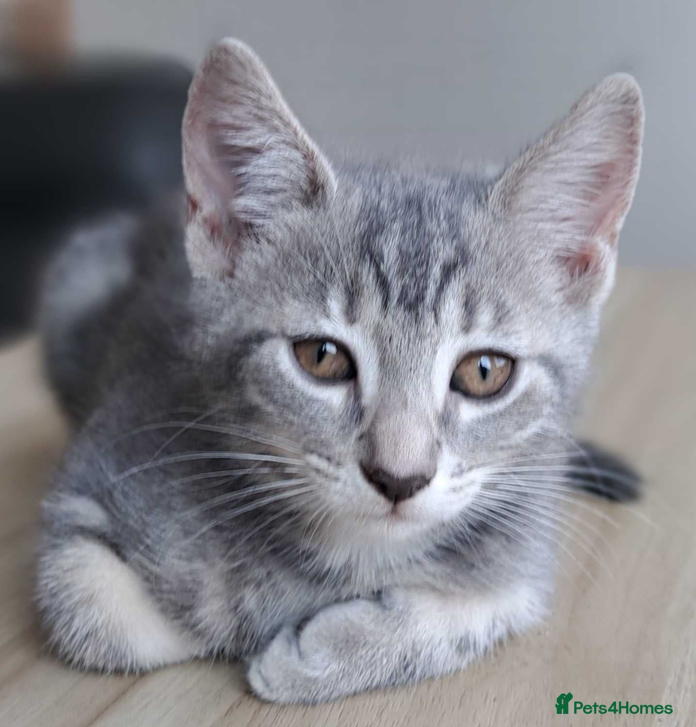 Russian Blue cats 🐾 Stunning 9 weeks Russian Blue X Tabby Kittens - Advert 1