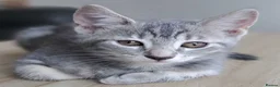 Russian Blue cats for sale: 🐾 Stunning 9 weeks Russian Blue X Tabby Kittens - Advert 11